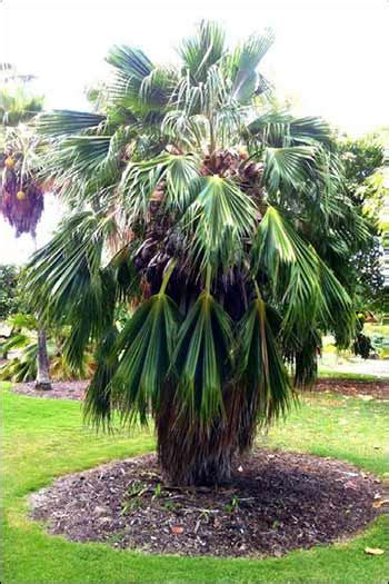 loulu plants for sale.